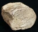 Partial Hadrosaur Toe Bone #9973-2